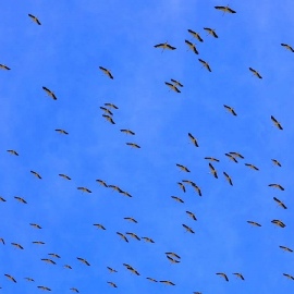 Abu-Tig-Marina-Birds