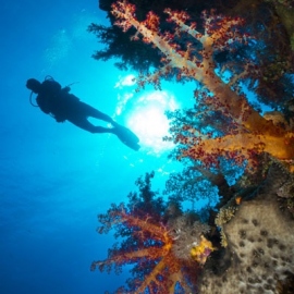 El-Gouna-Sports-Diving-Red-sea